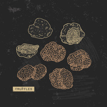 Truffle Mushroom Vintage Illustration On Blackboard Background. Engraved Style. Vector Illustration