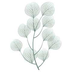 Wall Mural - branch with leaves isolated. vector illustration.