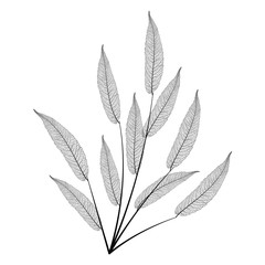 Wall Mural - branch with leaves isolated. vector illustration.
