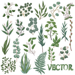 Wall Mural - Set art watercolor natural branches leaves elements. Vector illustration .