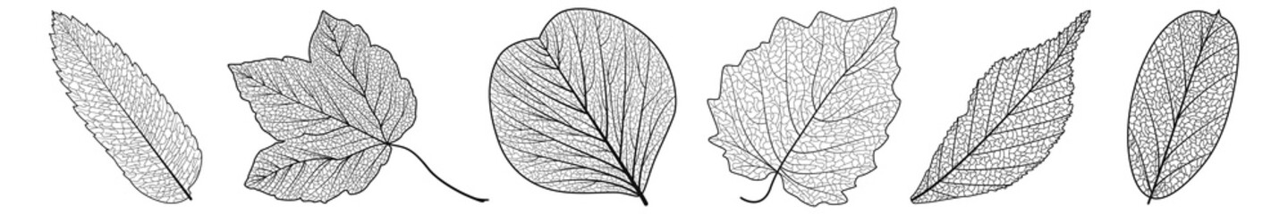 Wall Mural - Set leaves on white. Vector illustration.