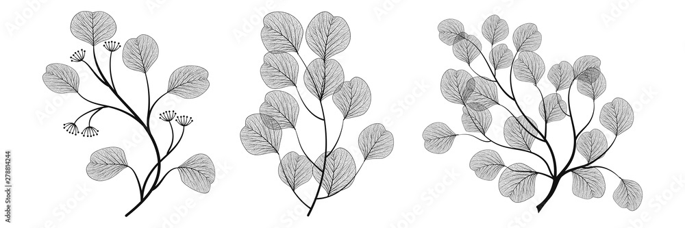 Set branches with leaves eucalyptus. Vector illustration. EPS 10. - obrazy, fototapety, plakaty 