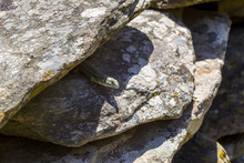 Erhard's Wall Lizard (Podarcis Erhardii Naxensis) Sitting On A Stones Close-up In A Sunny Day