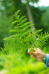  fern plant green forest herb botanic decor