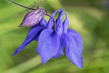 Aquilegia Vulgaris Columbine Lovely Deep Blue Mountain Flower