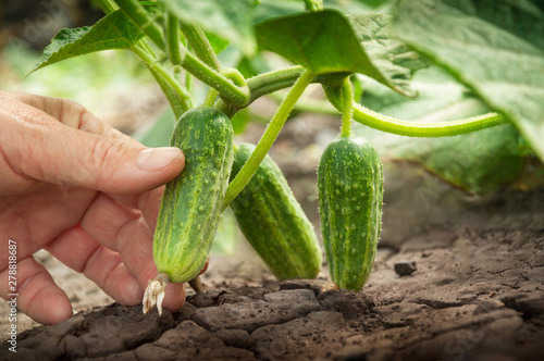 Cuadros en Lienzo The hand reaches for ripe cucumbers on the bush