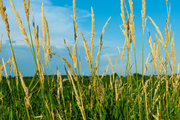 Wall Mural - Tallgrass