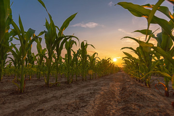 Fotomurales - Corn field in sunset