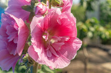 Alcea Rosea, A Double Form In Pink. They Are Popular Garden Ornamental Plant. Also Comonly Known As Hollyhock Or Malva. Close Up Of Blooming Hollyhock Malva Flowers In The Garden