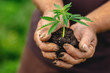 © Parilov - Farmer hands holds cannabis sprout. Planting marijuana plantation
