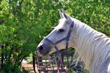 Grey horse on the field in the sun