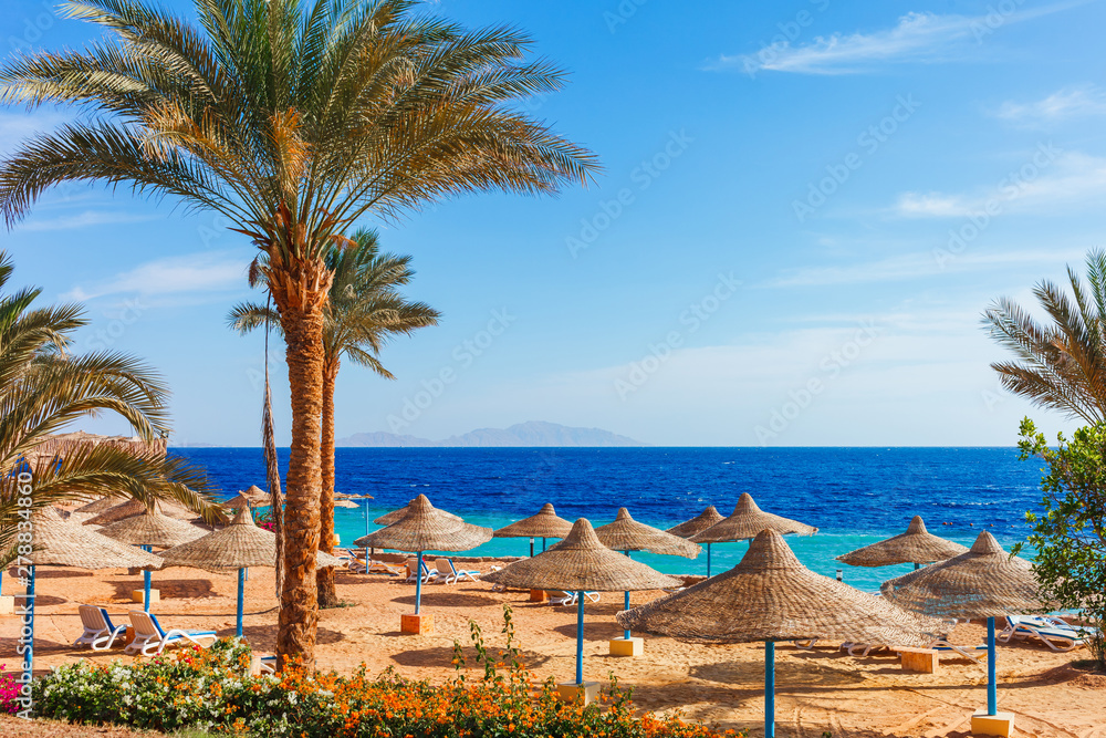 Sunny resort beach with palm tree at the coast shore of Red Sea in Sharm el Sheikh, Sinai, Egypt, Asia in summer hot. Bright sunny light - obrazy, fototapety, plakaty 