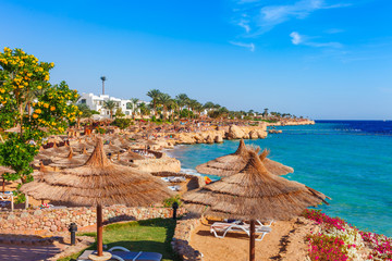 Sunny resort beach with palm tree at the coast shore of Red Sea in Sharm el Sheikh, Sinai, Egypt, Asia in summer hot. Bright sunny light