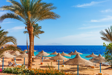 Sunny resort beach with palm tree at the coast shore of Red Sea in Sharm el Sheikh, Sinai, Egypt, Asia in summer hot. Bright sunny light