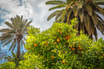 Close up view of two palm tree and one orange tree with blue sky in the background. Morocco