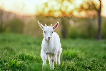 Goat On Green Grass