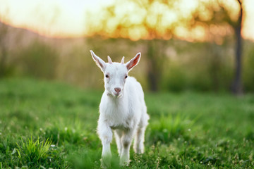 goat on green grass