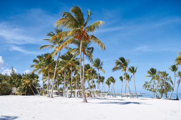 palm tree on the beach