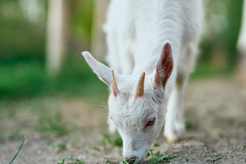 goat on a farm