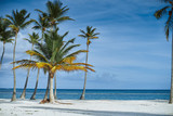 Fototapeta Krajobraz - palm tree on the beach