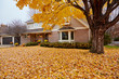© Jill Greer - Fall leaves carpeting the front yard of my house during autumn in Minnesota, USA