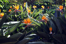 Beautiful Bird Of Paradise Flowers With Lush Green Leaves Growing On Flowerbed On Sunny Spring Day In Tropical Garden