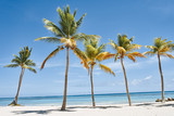 Fototapeta  - palm tree on the beach