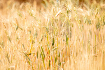 Wheat crop field. Ears of golden wheat close up. Ripening ears of wheat field background. Rich harvest Concept.