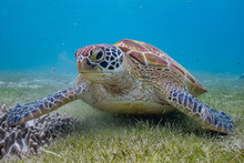 Close Up View Of A Green Sea Turtle Feeding On A Sea Grass. Green Sea Turtles Are Herbivores. The Jaw Is Serrated To Help The Turtle Easily Chew Seagrasses And Algae, Its Primary Food Sources.