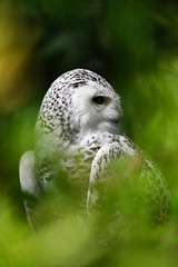 Canvas Print - Head of a female snowy owl in the background behind the leaves of a tree.