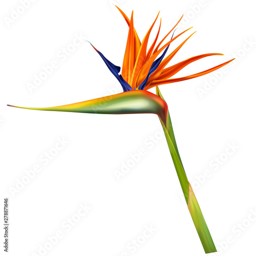 Fotografía Strelitzia reginae, bird of paradise or crane flower realistic vector illustration