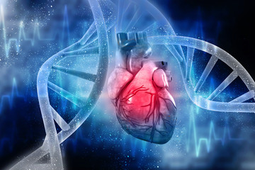 3d illustration  Anatomy of Human Heart 