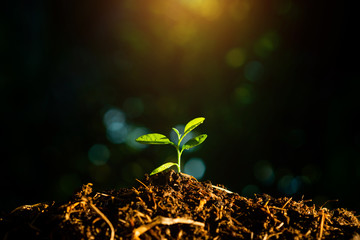 Seedling are growing in the soil and light of the sun, Planting trees to reduce global warming. 