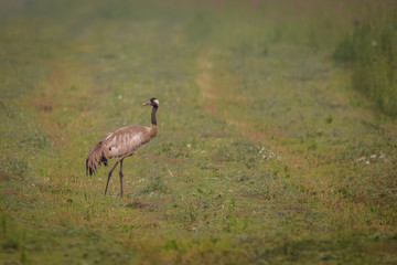 Wall Mural - sandhill crane in grass