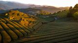 Fototapeta  - Oolong Tea Plantation, Alishan, Taiwan