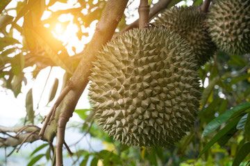 black thorn durian on tree