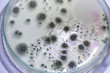 © sinhyu - Penicillium, ascomycetous fungi are of major importance in the natural environment as well as food and drug production. 