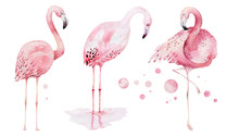 Hand Drawn Watercolor Tropical Birds Set Of Flamingo. Exotic Rose Bird Illustrations, Jungle Tree, Brazil Trendy Art. Perfect For Fabric Design. Aloha Collection.