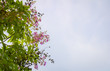 © Charen - flower blossom on tree branch with blue sky background, pink flowers on Sky background