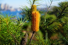 Yellow Flower Spike Of The Banksia Plant, A Coastal Tree In Australia