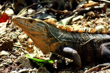 Black Spinytailed Iguana In Costa Rica