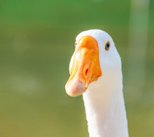 A Close-up Of The Head Of A White Goose By The Lake's Water