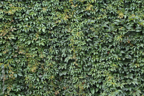Wall, thickly covered with green leaves of Victoria creeper (Parthenocissus quinquefolia, Five-leaved ivy, Virginia creeper, five-finger), summer Tableau sur Toile