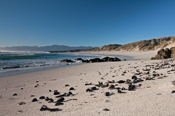 Wall Mural - South Africa beach, ocean