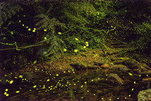 Glowworm In Mountain