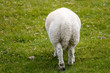 Backside of sheep grazing on green grass on a field in Scotland