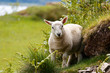 Cute lamb, young sheep facing the camera  in Scotland, surrounded by green grass and fern
