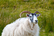 Portrait of Scottish Blackface sheep, ram with massive horns and majestic posture on island in Scotland