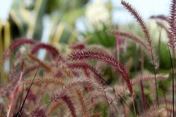 Ornamental grass Pennisetum with fluffy spikes of purple close-up.