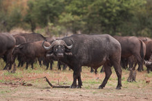 African Buffalo, Cape Buffalo, Syncerus Caffer, Kruger National Park